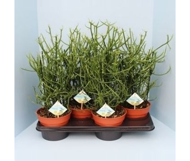 EUPHORBIA TIRUCALLI