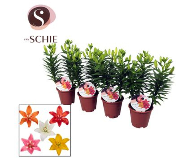LILIUM VARIE 3PP