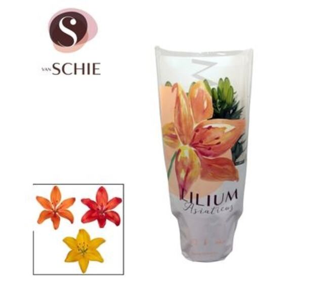 LILIUM VARIE 3PP