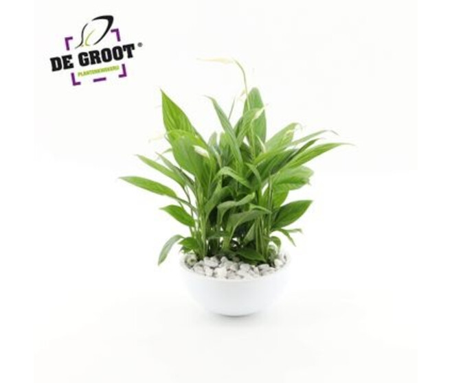 SPATHIPHYLLUM COUPE CERAM