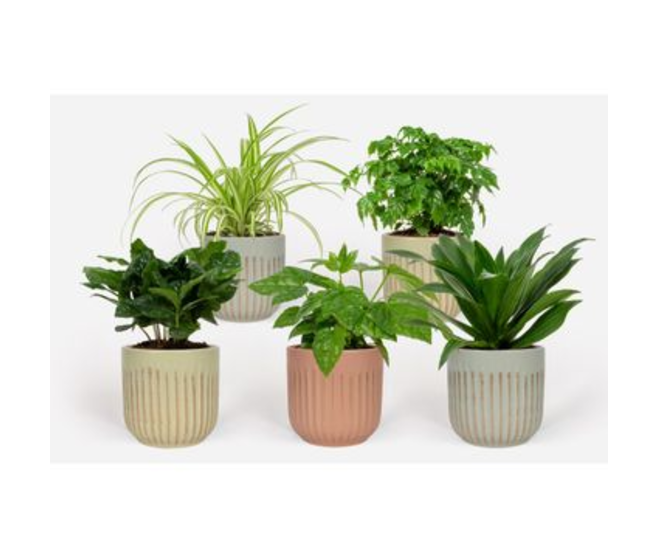 PLANTE VERTE CERAM