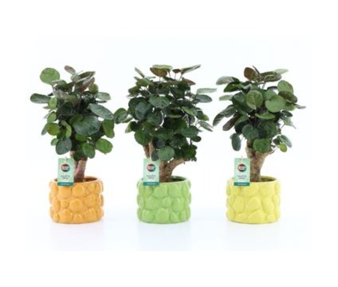 ARALIA POLYSCIAS CERAM