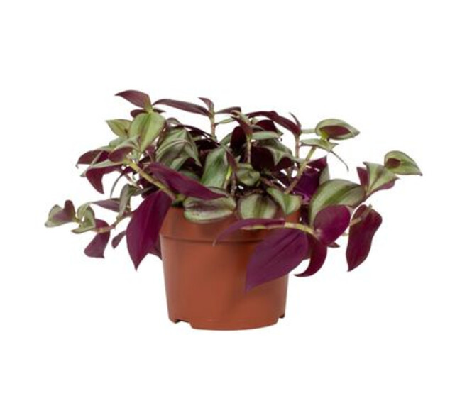TRADESCANTIA VIOLET HILL