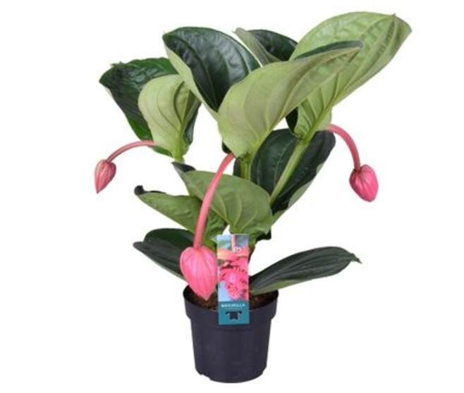 MEDINELLA FLLAMENCO CERISE 3FL