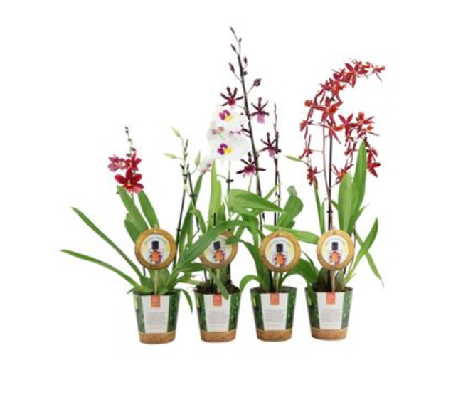 ORCHIDEE 2BR ODORANT REINA
