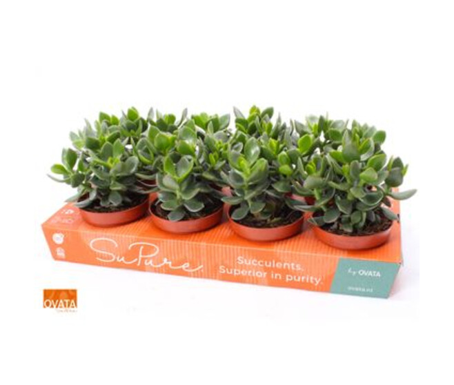 CRASSULA HULK