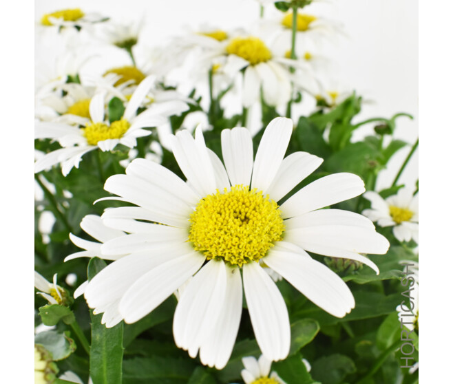 LEUCANTHEMUM SNOW LADY
