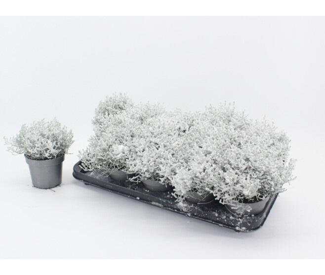 CALOCEPHALUS BROWNI FLOQUE PAILLETTE