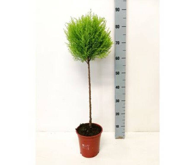 CUPRESSUS GOLD TIGE BOULE