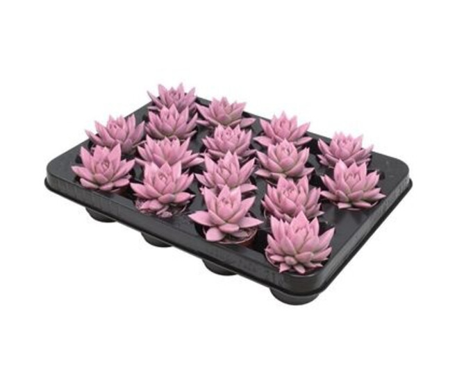 ECHEVERIA TEINTE ROSE