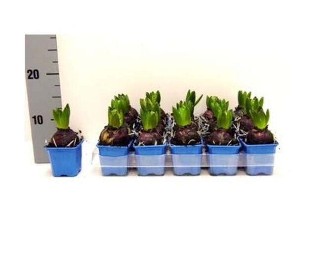 JACINTHE DELFT BLUE 1PP