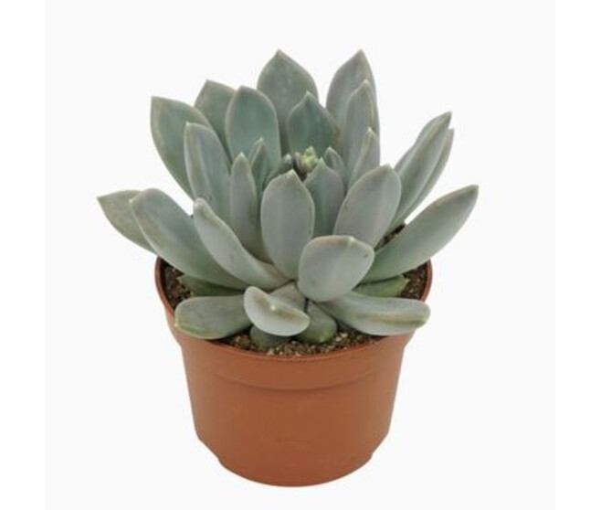 PACHYPHYTUM DRACO