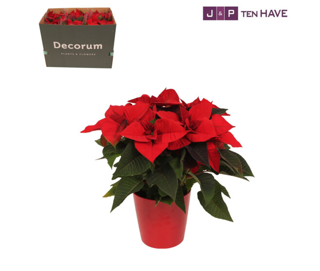 POINSETTIA 5/6BR CERAM