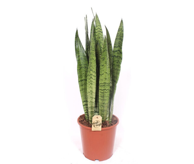 SANSEVIERIA ZEYLANICA