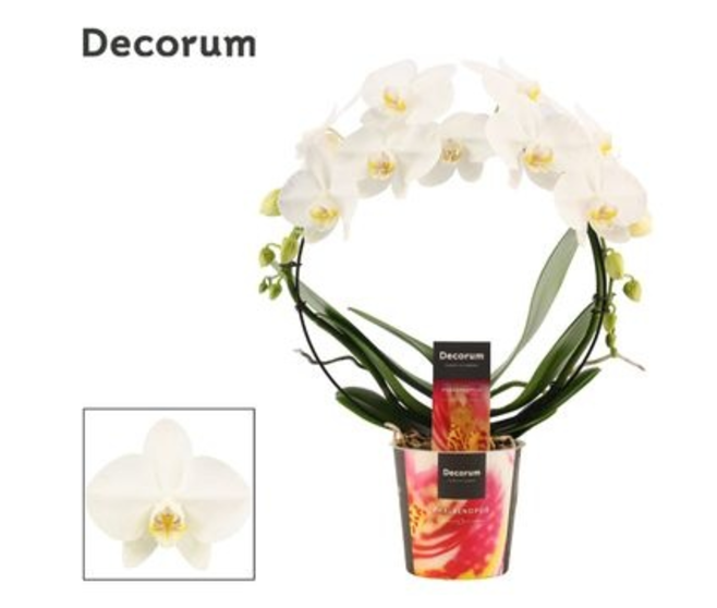 PHALAENOPSIS 2BR BLANC ARCEAU TROPIC