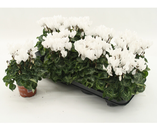 CYCLAMEN SUPER SERIE BLANC