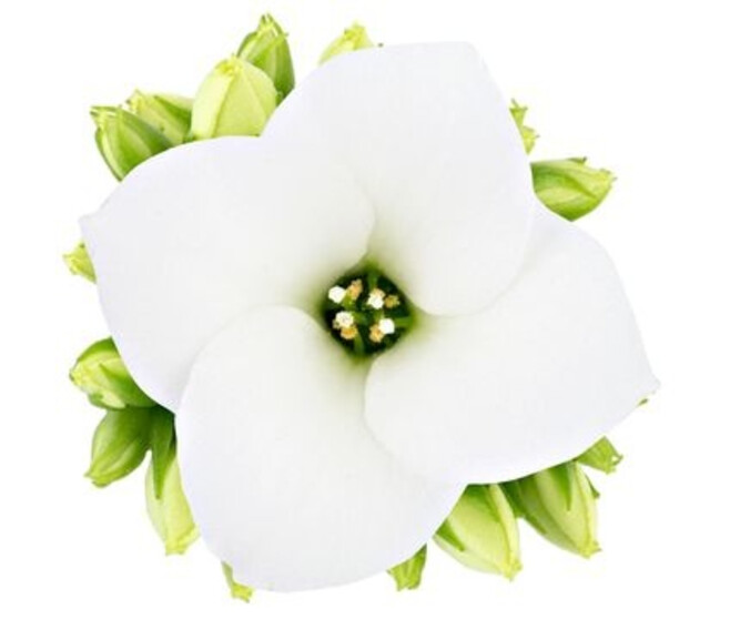 KALANCHOE BLANC