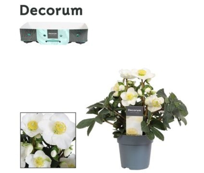 HELLEBORE CHRISTMAS CAROL