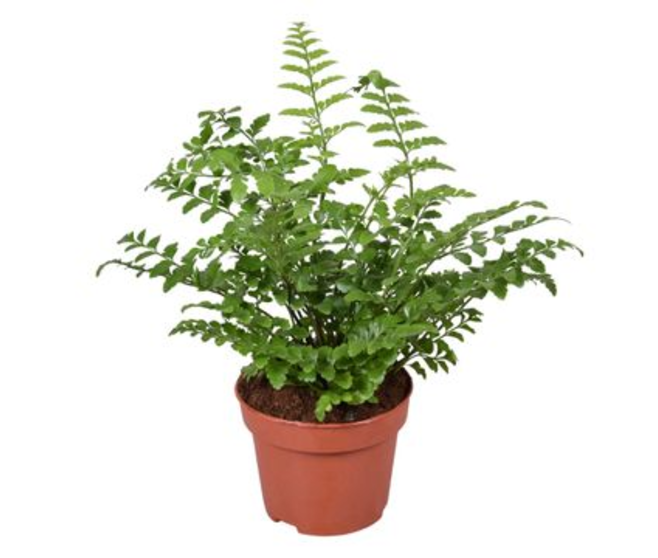 ASPLENIUM PARVATI
