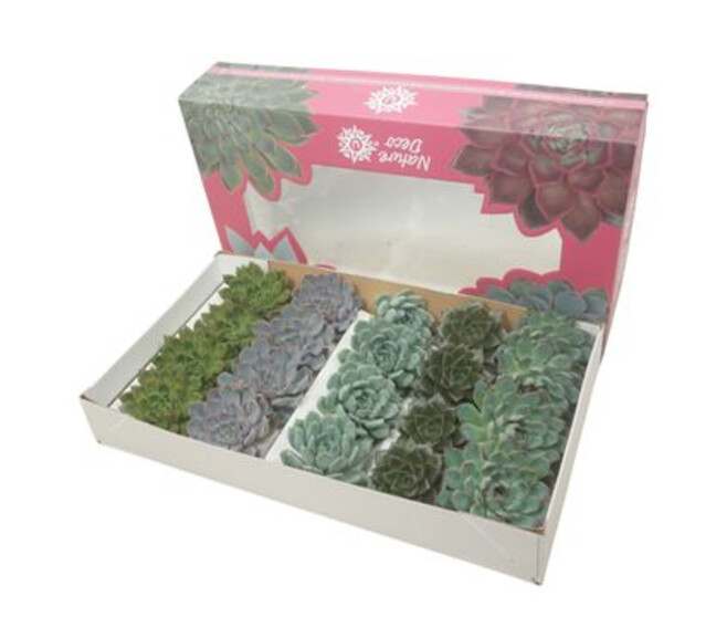 ECHEVERIA VARIE VRAC