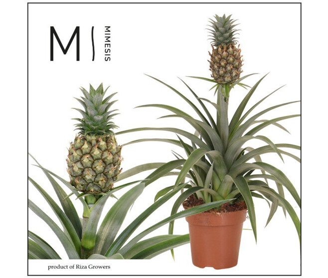 ANANAS FRUIT