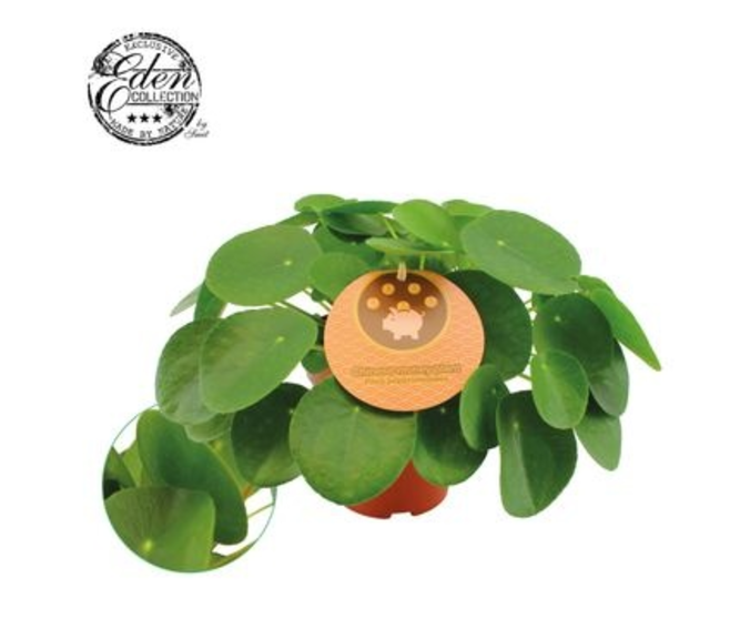 PILEA PEPEROMOIDES