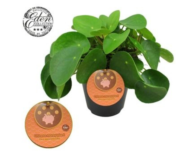 PILEA PEPEROMOIDES