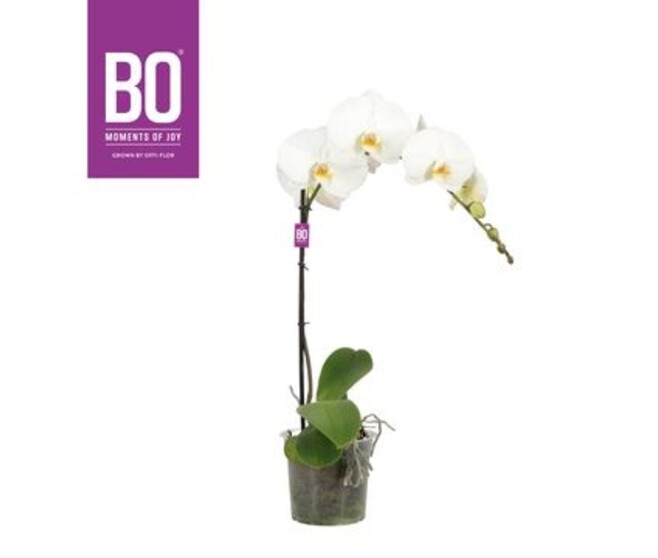 PHALAENOPSIS 1BR BLANC