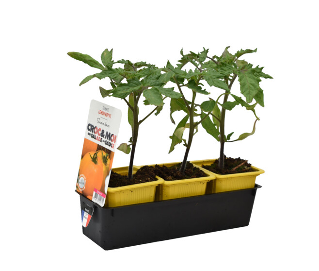 TOMATE LEMON BOY BQ3