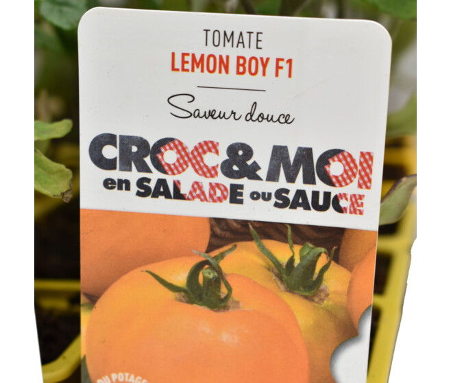 TOMATE LEMON BOY BQ3