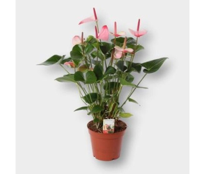 ANTHURIUM ANDREANUM AMALIA ELEGANCE &