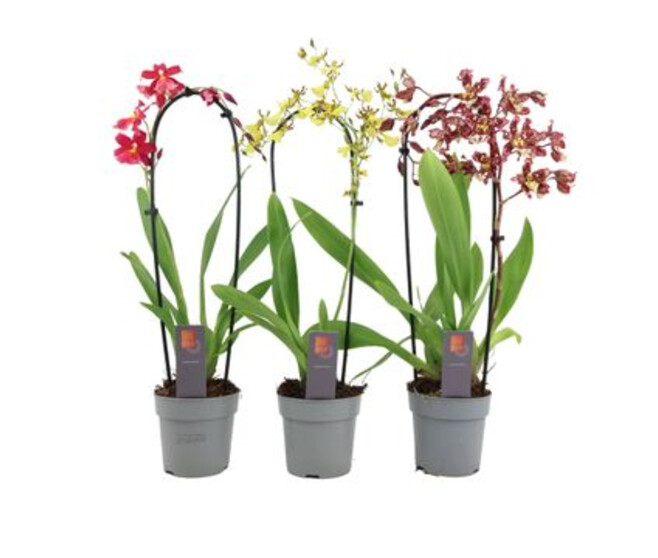 CAMBRIA 1BR VARIE CASCADE