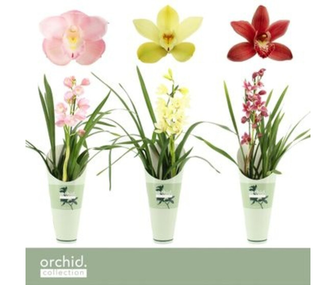 CYMBIDIUM 1BR VARIE
