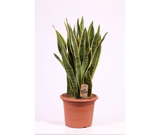 SANSEVIERIA LAURENTII