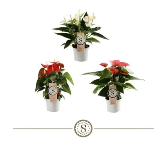 ANTHURIUM ANDREANUM CHAMPION VARIES