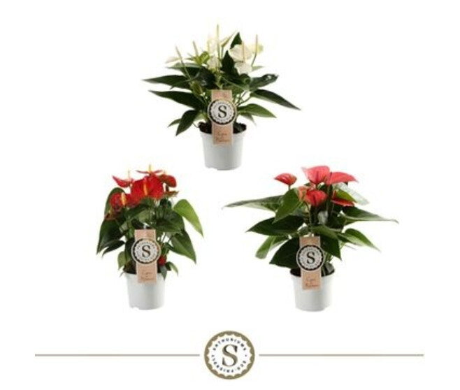 ANTHURIUM ANDREANUM CHAMPION VARIES