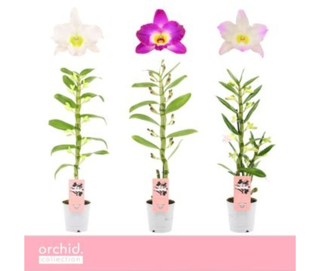 DENDROBIUM 1BR NOBILE BLANC