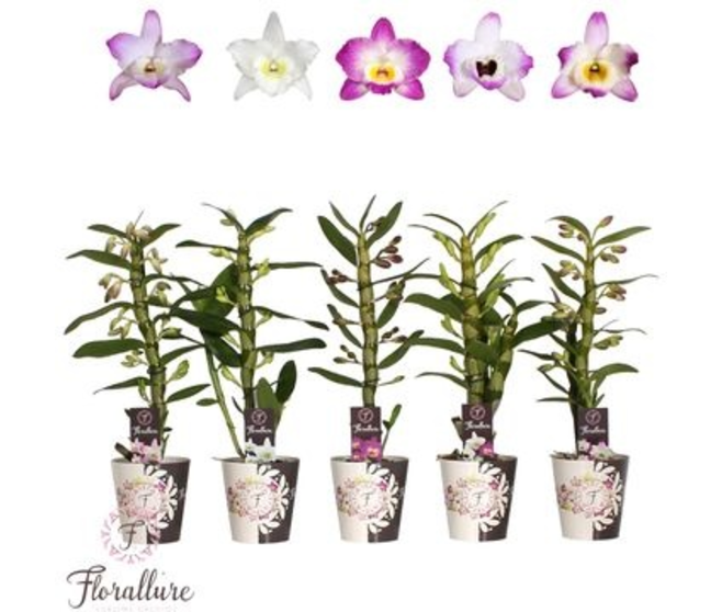 DENDROBIUM 1BR NOBILE VARIE