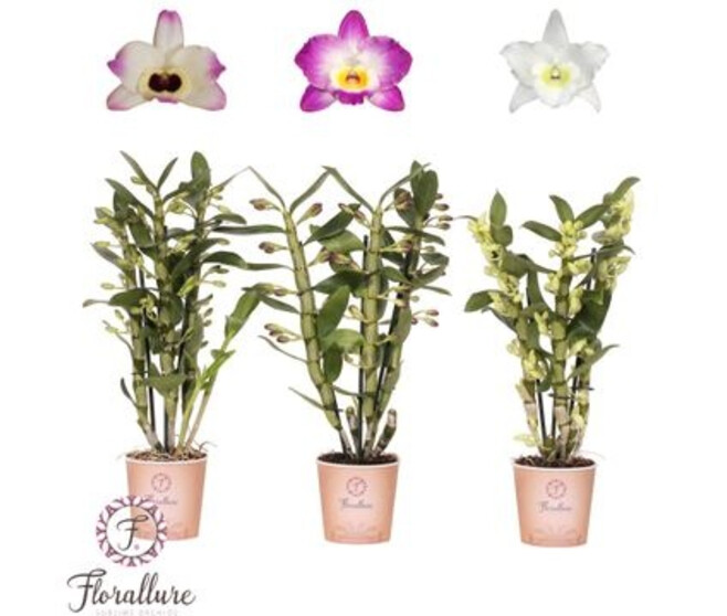 DENDROBIUM 3BR NOBILE VARIE
