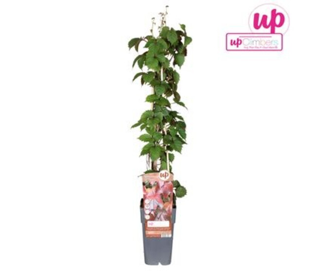 PARTHENOCISSUS VEITCHII