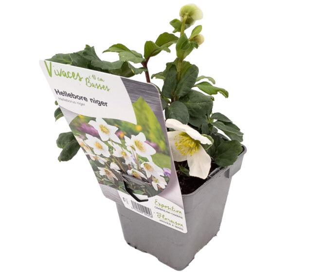 HELLEBORE NIGER
