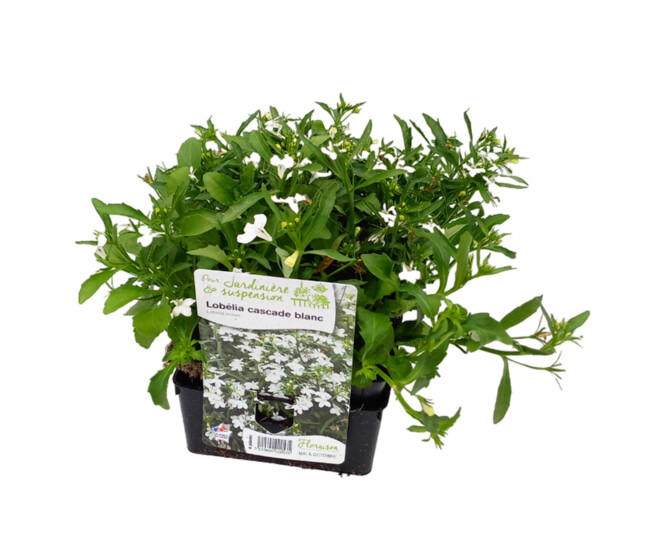 LOBELIA MASSIF BQ6