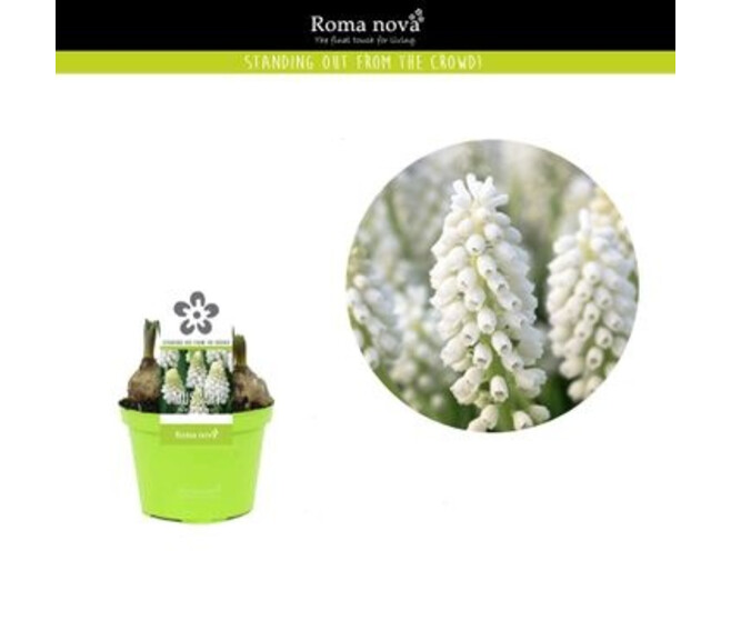 MUSCARI WHITE MAGIC