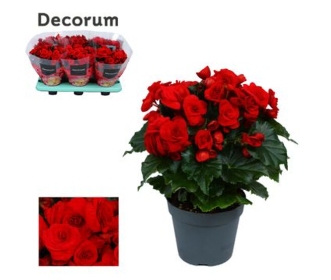 BEGONIA BALADIN ROUGE DECORUM