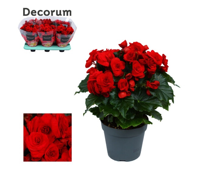 BEGONIA BALADIN ROUGE DECORUM