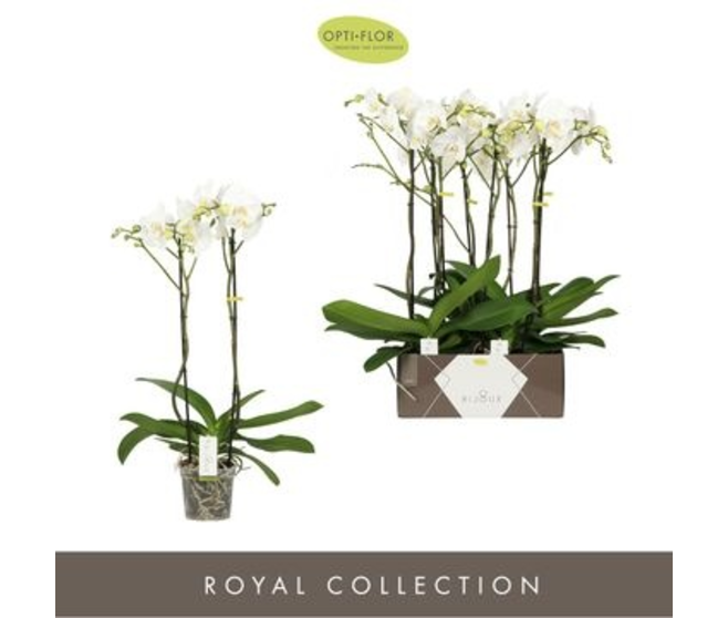 PHALAENOPSIS 2BR BLANC