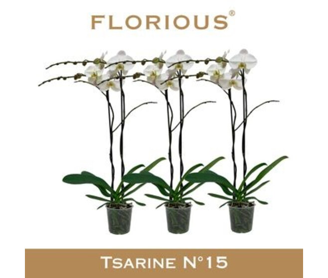 PHALAENOPSIS 2BR BLANC