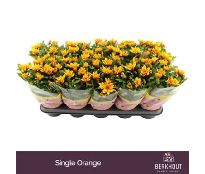 DENDRANTHEMA 3PP ORANGE