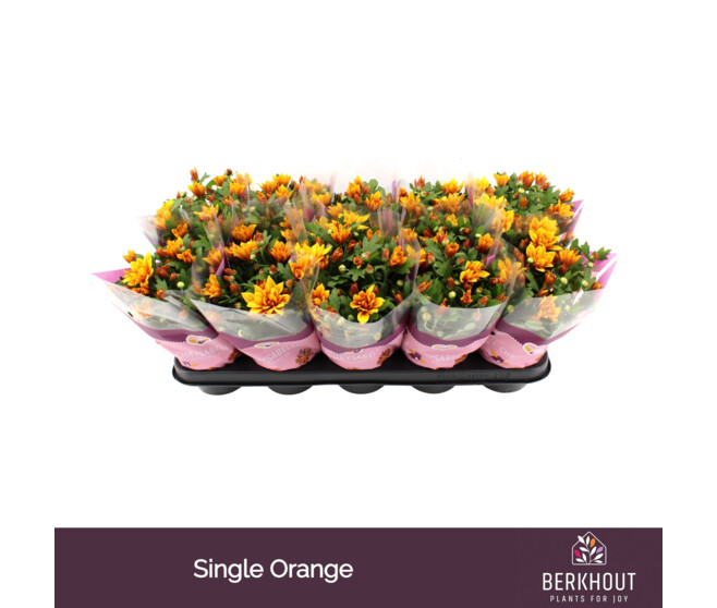 DENDRANTHEMA 3PP ORANGE