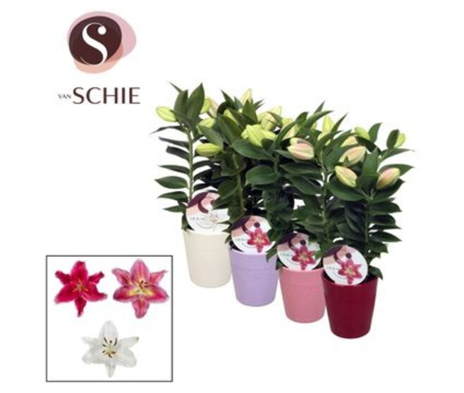 LILIUM 3PP VARIE CERAM